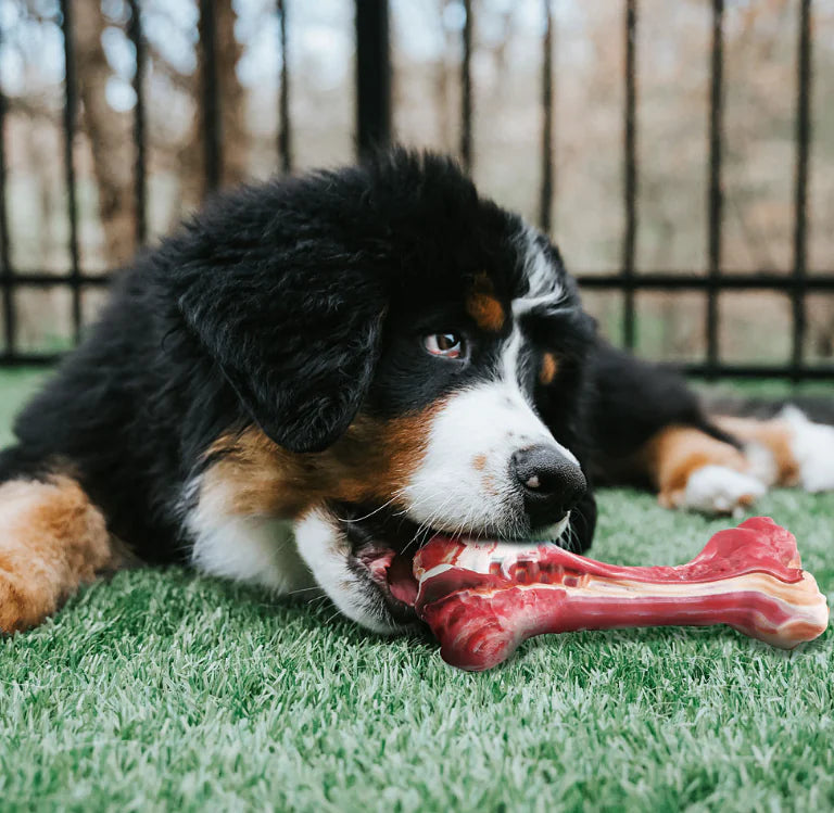 Dog Chewing Resistant Molar Stick Simulation Bone